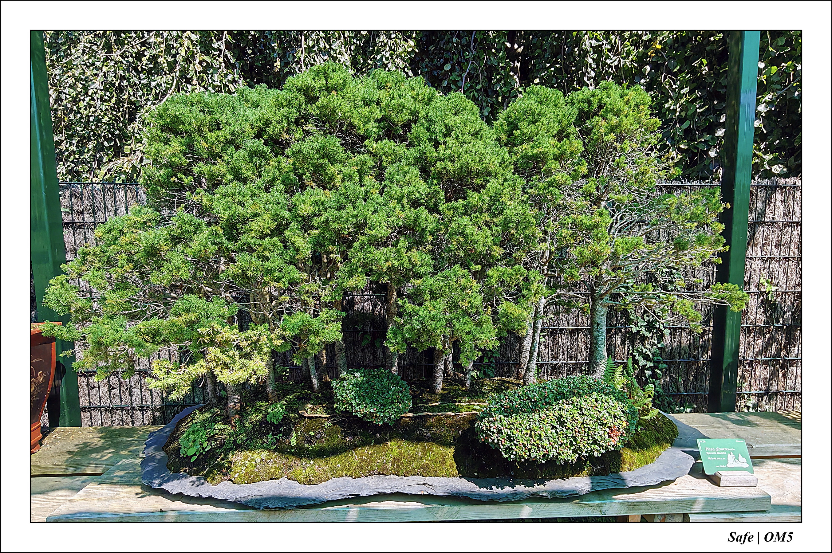 2025 - 08 - Vallée des loups - 05